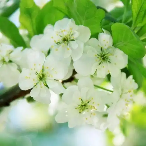 精美头像 唯美 淡雅