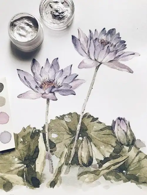 睡莲水彩过程有线稿