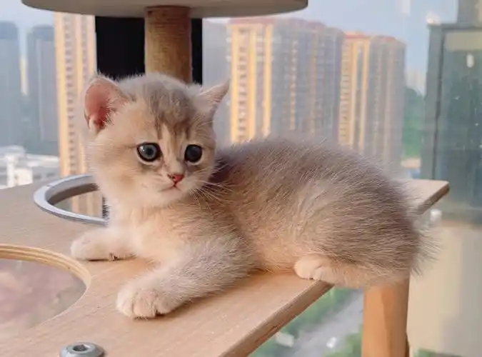 英短蓝金渐层妹妹两个多月wcf注册猫舍