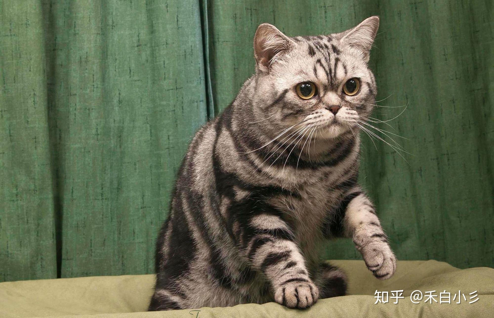 英短是怎么生出鱼骨纹的