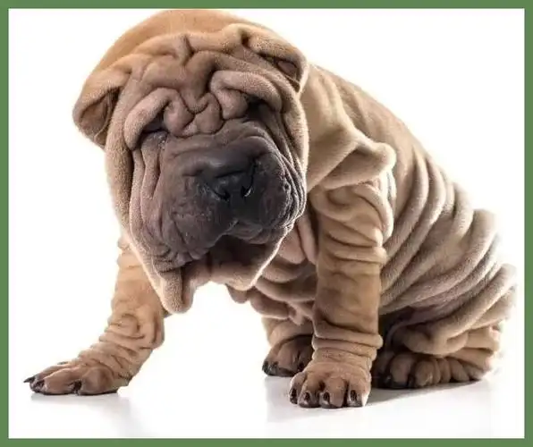 沙皮狗多少钱一只幼仔,买一只小沙皮狗要多少钱呢_易钢在线