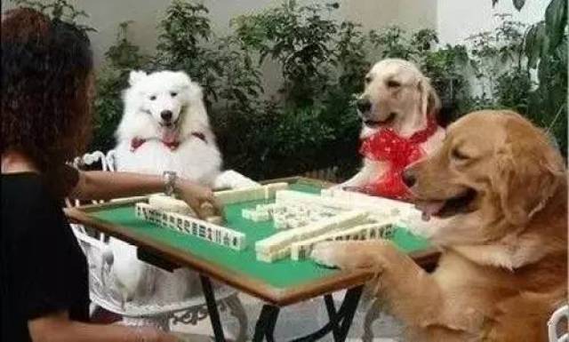 发个笑话给爱打麻将的人们,肚皮都要笑破了!-搞笑频道-手机搜狐