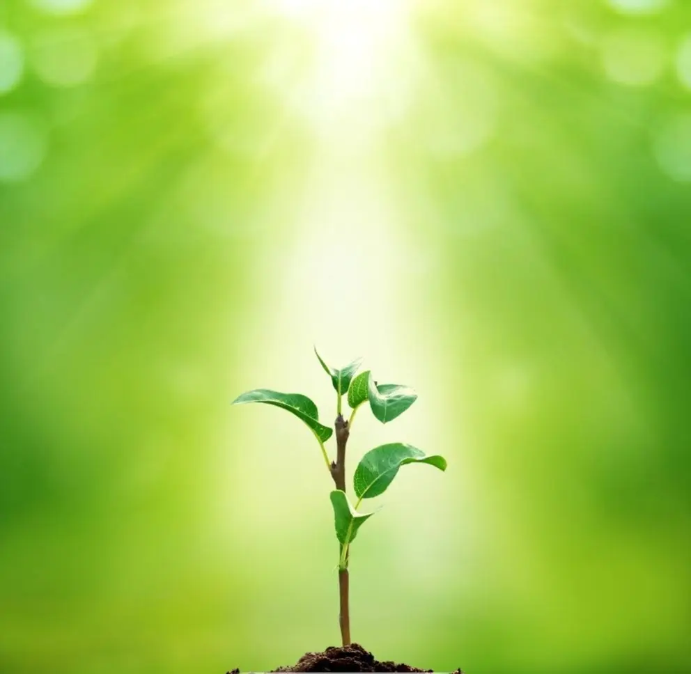 希望之光 - 简书