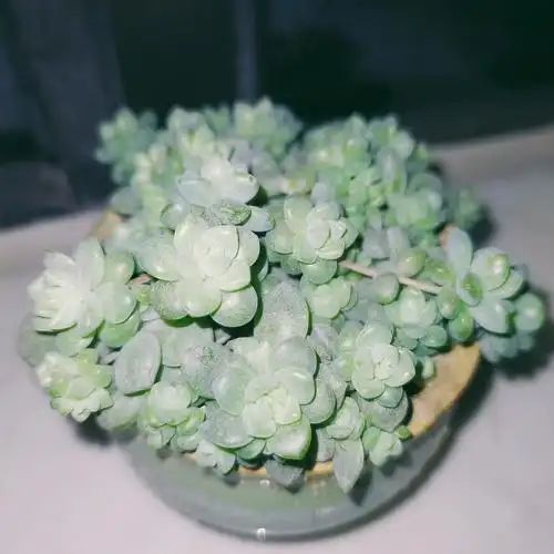 人家的粉蔓是粉的,我家的粉蔓是绿的#多肉