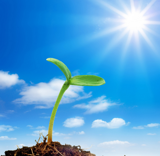 清晨,满满的阳光,内心,满满的欢喜,开始美好的一天.