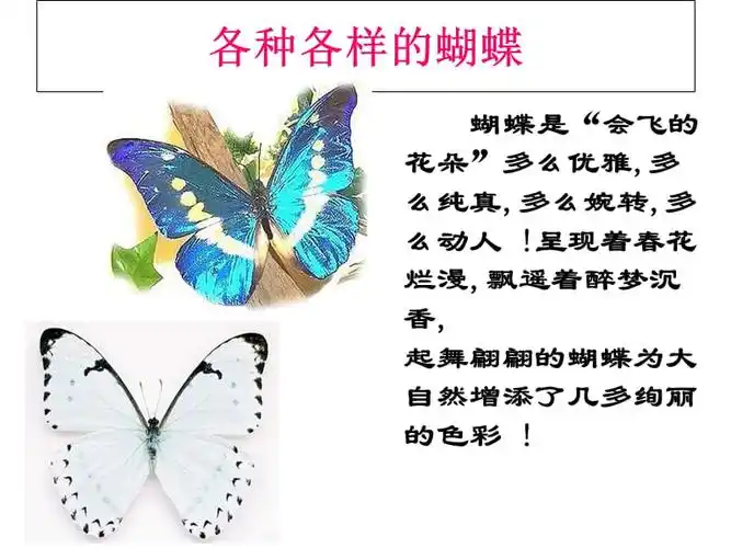 各种各样的蝴蝶