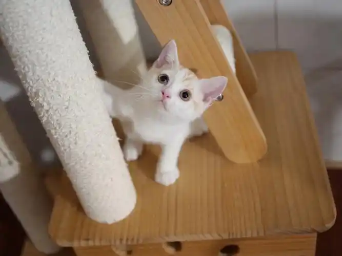 凯米尔色高白弟弟