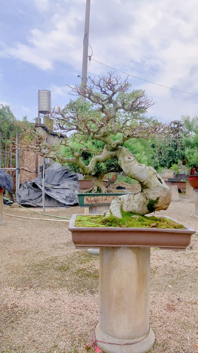 朴树盆景 黄金朴树 迎客造型