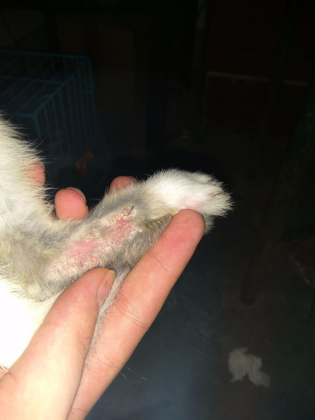 兔子身上长癣,怎么办?请大家帮帮忙