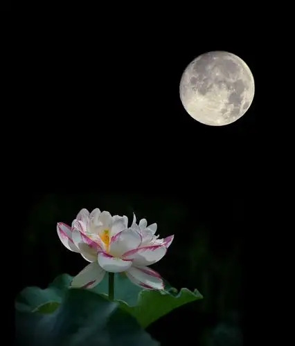 【花好月圆】十五的月亮十六圆