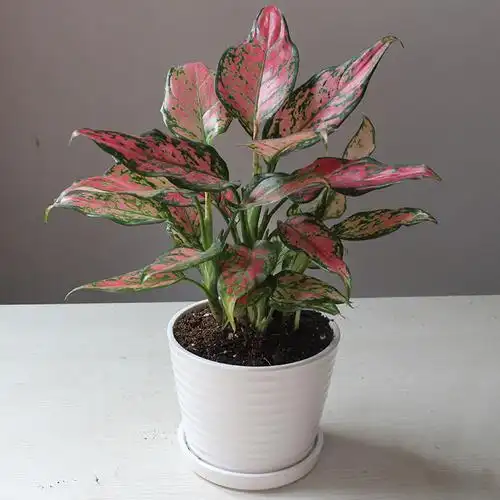 热卖如意皇后盆栽净化空气吸甲醛红宝石绿色植物办公室内花卉桌面观叶