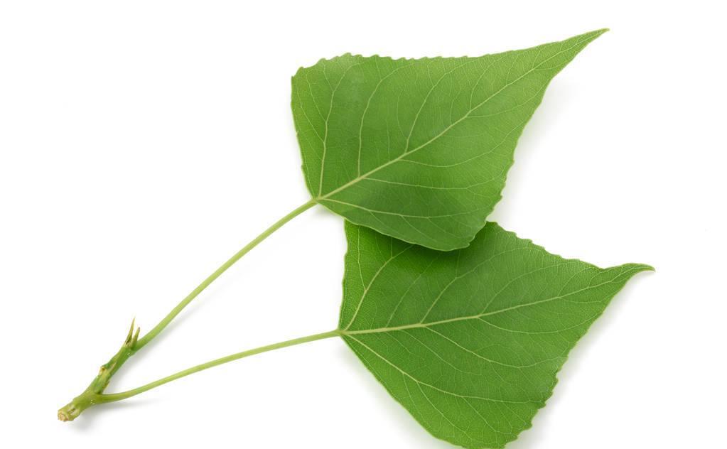 杨树叶是一种富含营养的叶子,含有丰富的糖,蛋白质,维生素和矿物质.