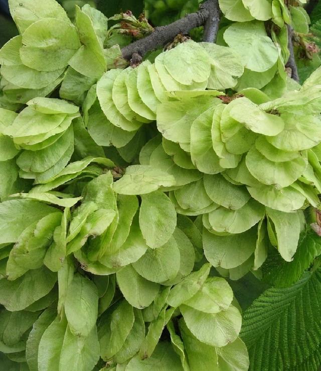 榆树市的名字怎么来的?这种果实,救了很多人的命