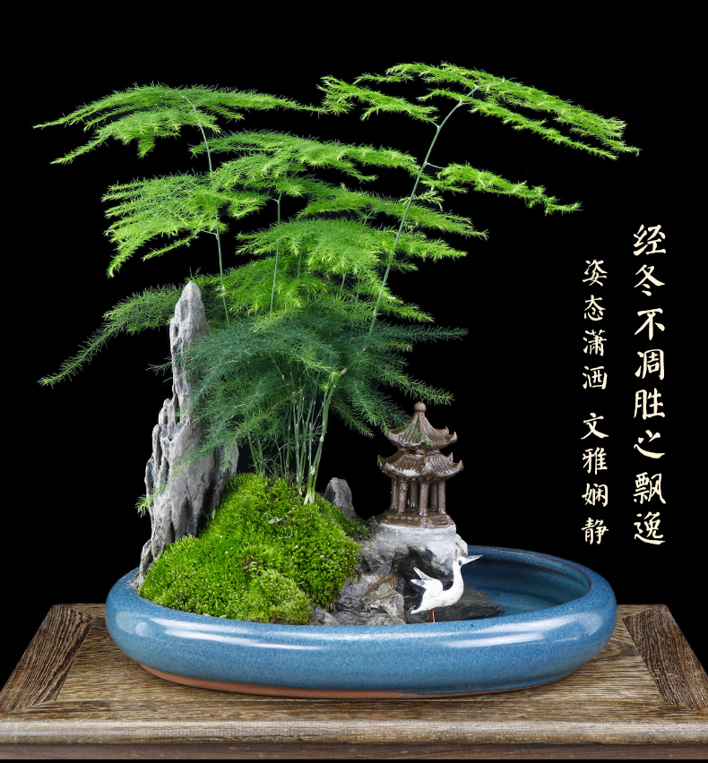 文竹山水造型盆景室内绿植禅意盆栽净化空气观赏花卉盆景四季常青