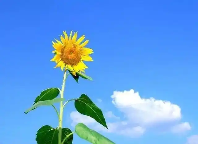 朋友圈正能量的句子图片,励志心情说说简短,句句充满正能量!