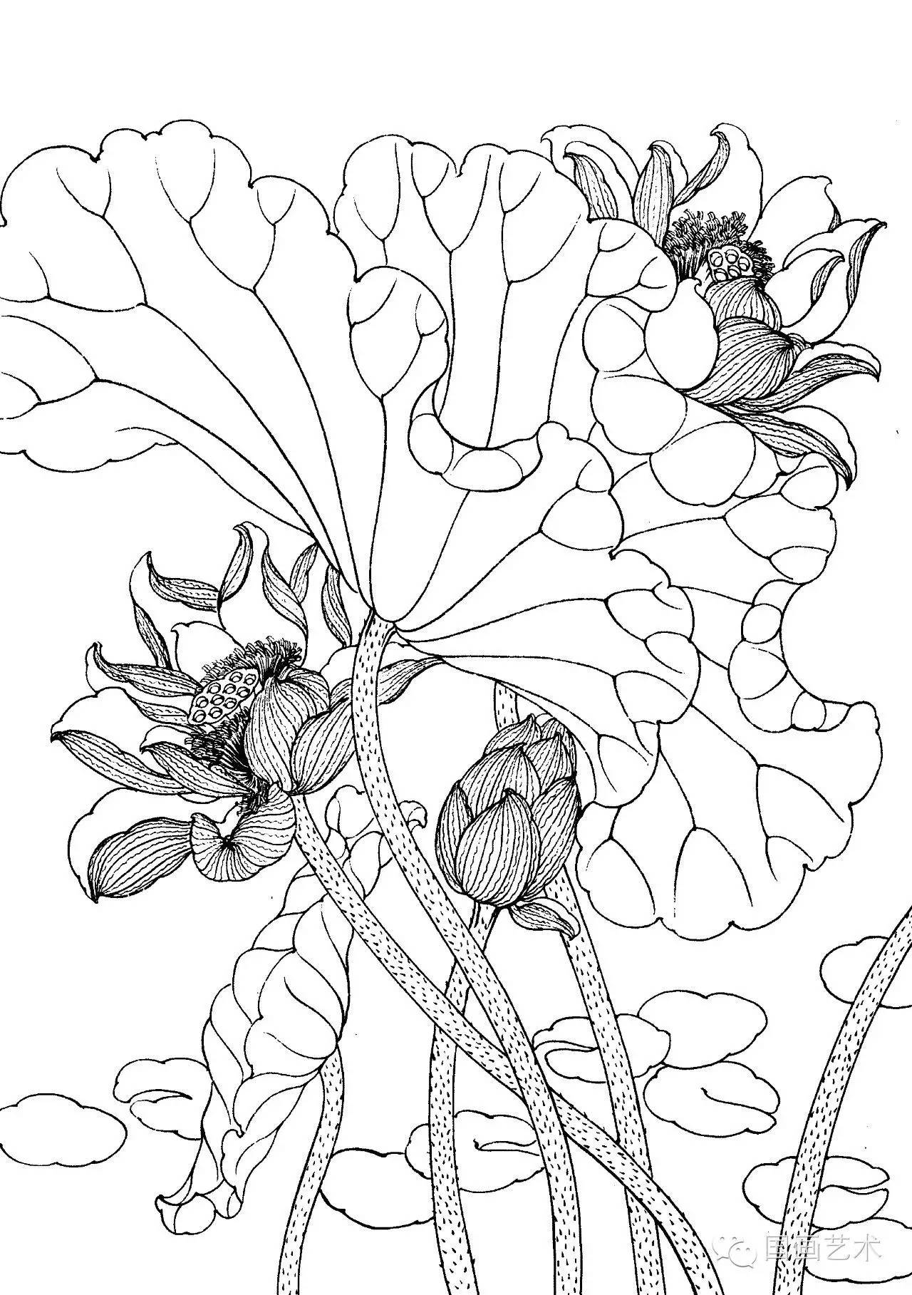 请收好这一组高清白描荷花画稿