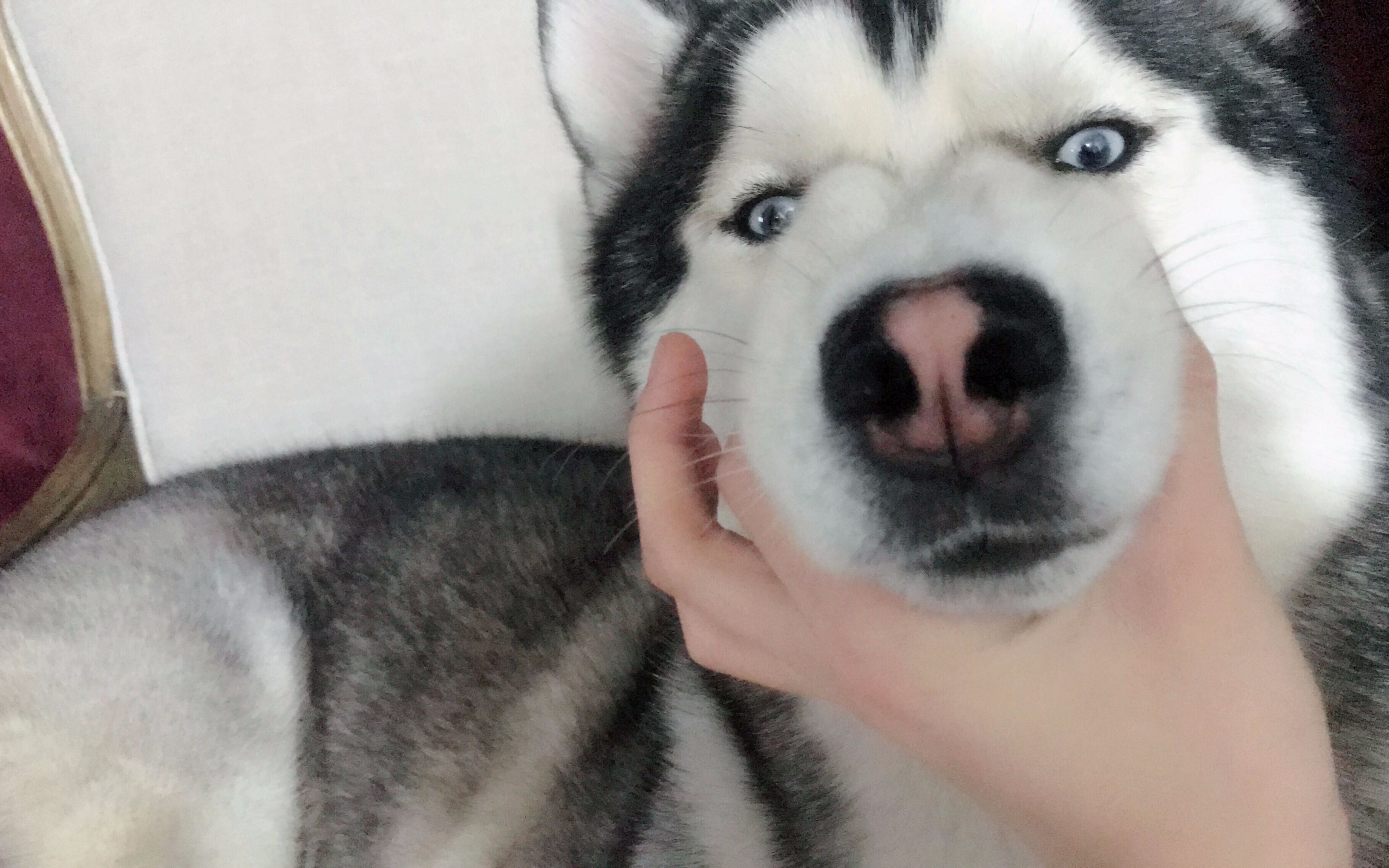 二哈因为误解主人要抛弃他,竟然和他吵一天