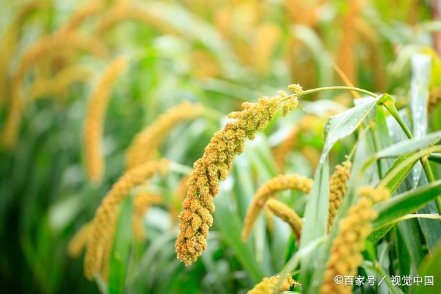 成熟的庄稼,喜人!