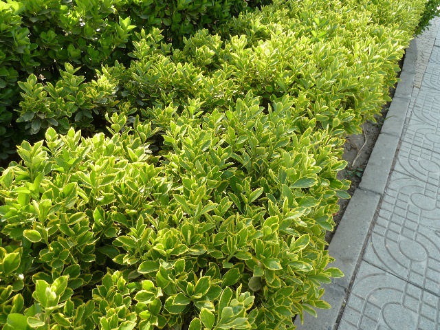 批发金边冬青球 金边黄杨小苗 金边黄杨盆栽苗 绿篱 庭院路边种子