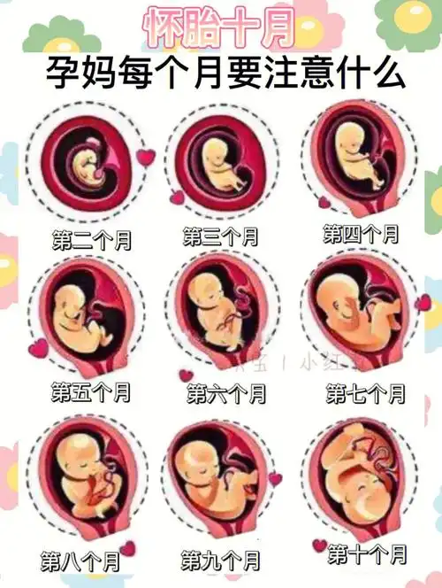 干货分享怀孕每个月注意事项