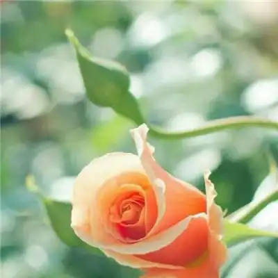 好看的玫瑰花头像图片