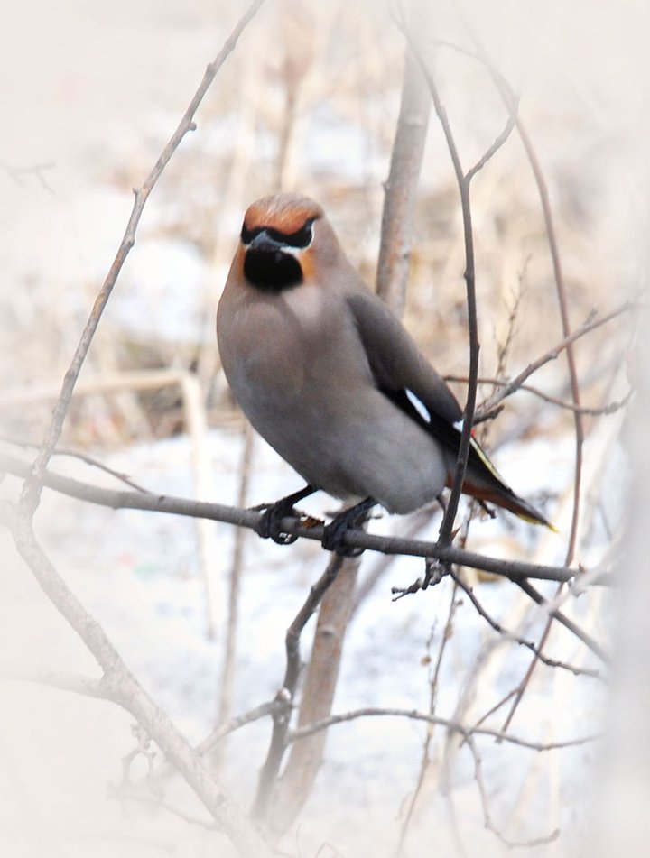 短焦镜头拍摄太平鸟·打鸟习作《五》