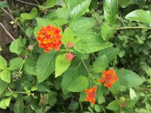 校园植物100种(华大泉州校区)