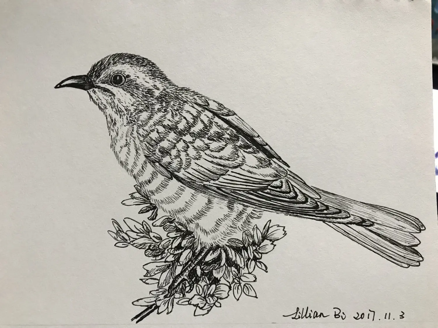 103动物速写总结帖