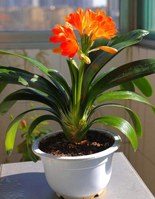 君子兰开花前后要如何护理才能开的更旺