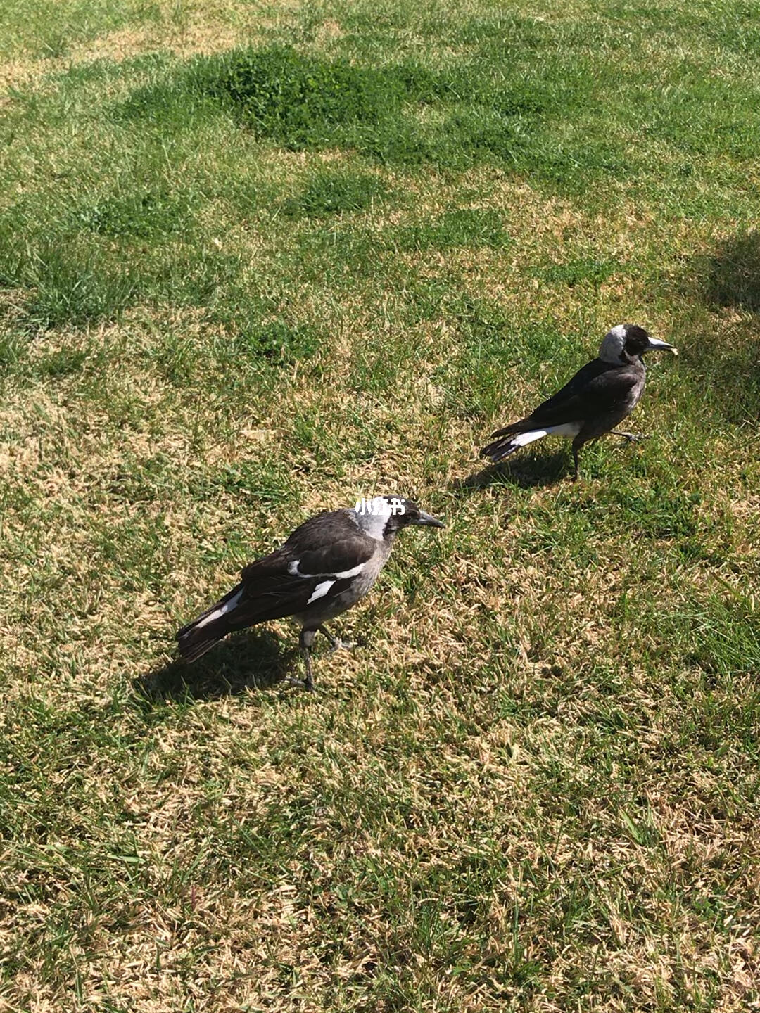 认真觅食的小喜鹊最可爱
