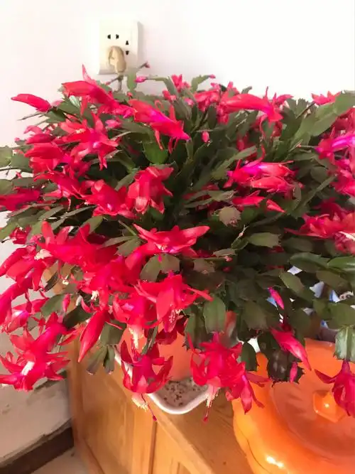 老妈养的花,不怎么名贵却生机勃勃