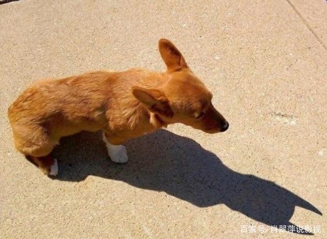 "为什么我的影子看起来像蝙蝠侠?它一直在看着我吗?