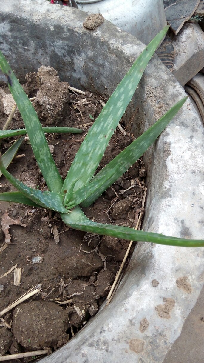 看一下这种芦荟有毒吗?