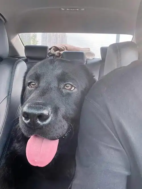 不拆家不吃屎的时候真的很萌啊狗哥