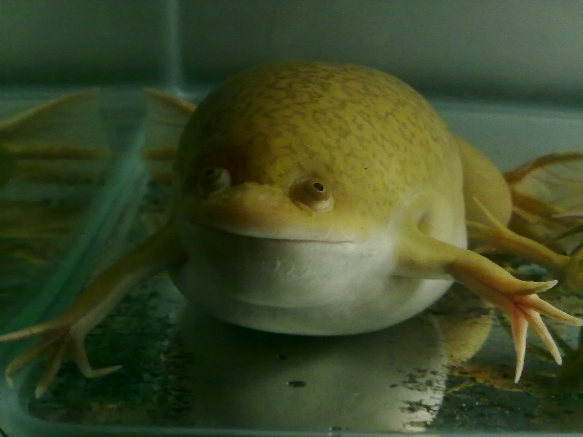 宠物金蟾(金蛙)是不是只有公的会叫 4 2006-07-24 如何养金蟾蛙?