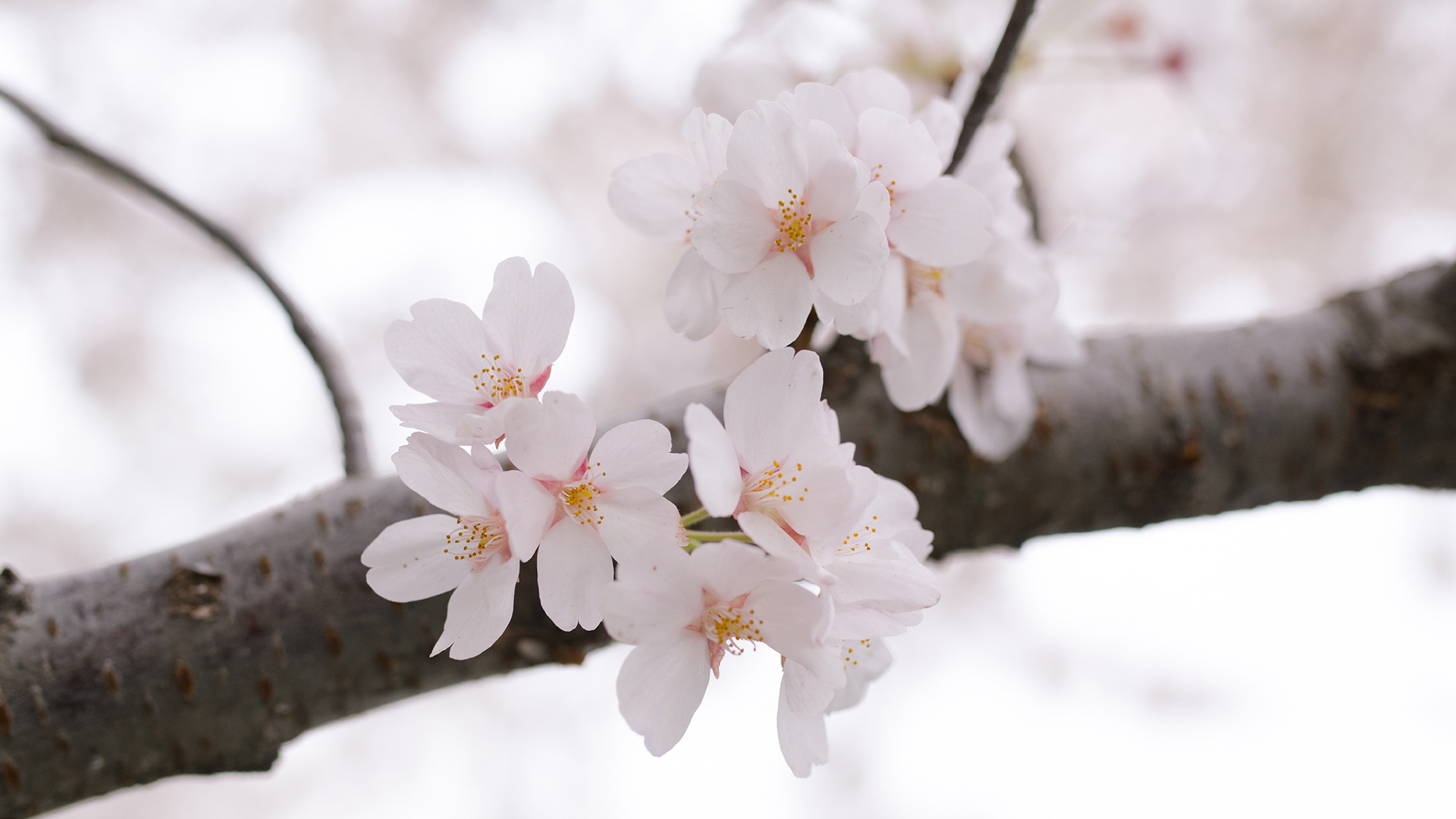 纯白小清新植物花卉高清桌面壁纸