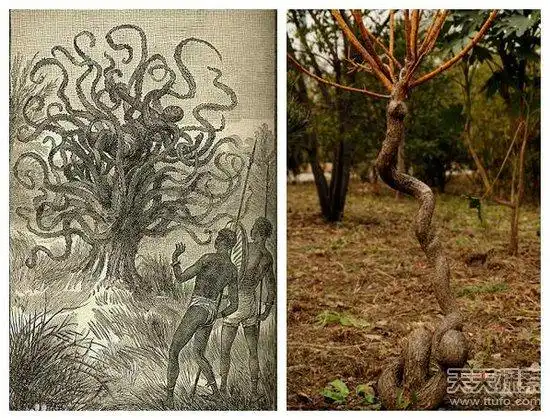 太惊悚传说中的吃人树竟然真实存在