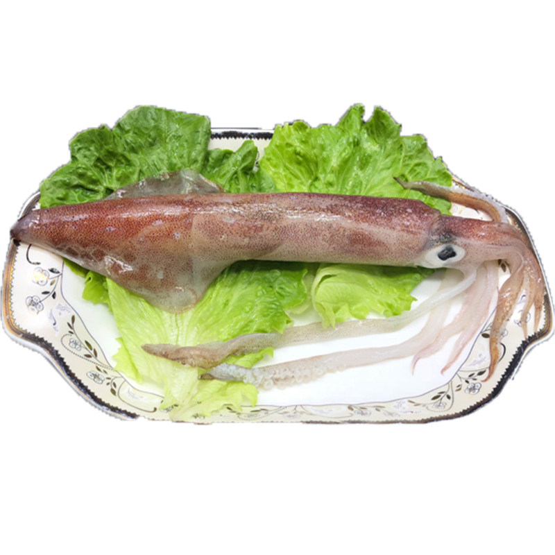 东山岛手钓大管鱿鱼海鲜1-2条/500g野生超大鱿鱼鲜活整只冰冻冷冻