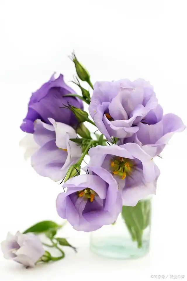 桔梗花的花语和寓意是什么