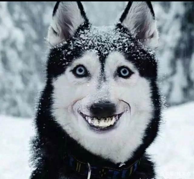 爆笑沙雕,小句子