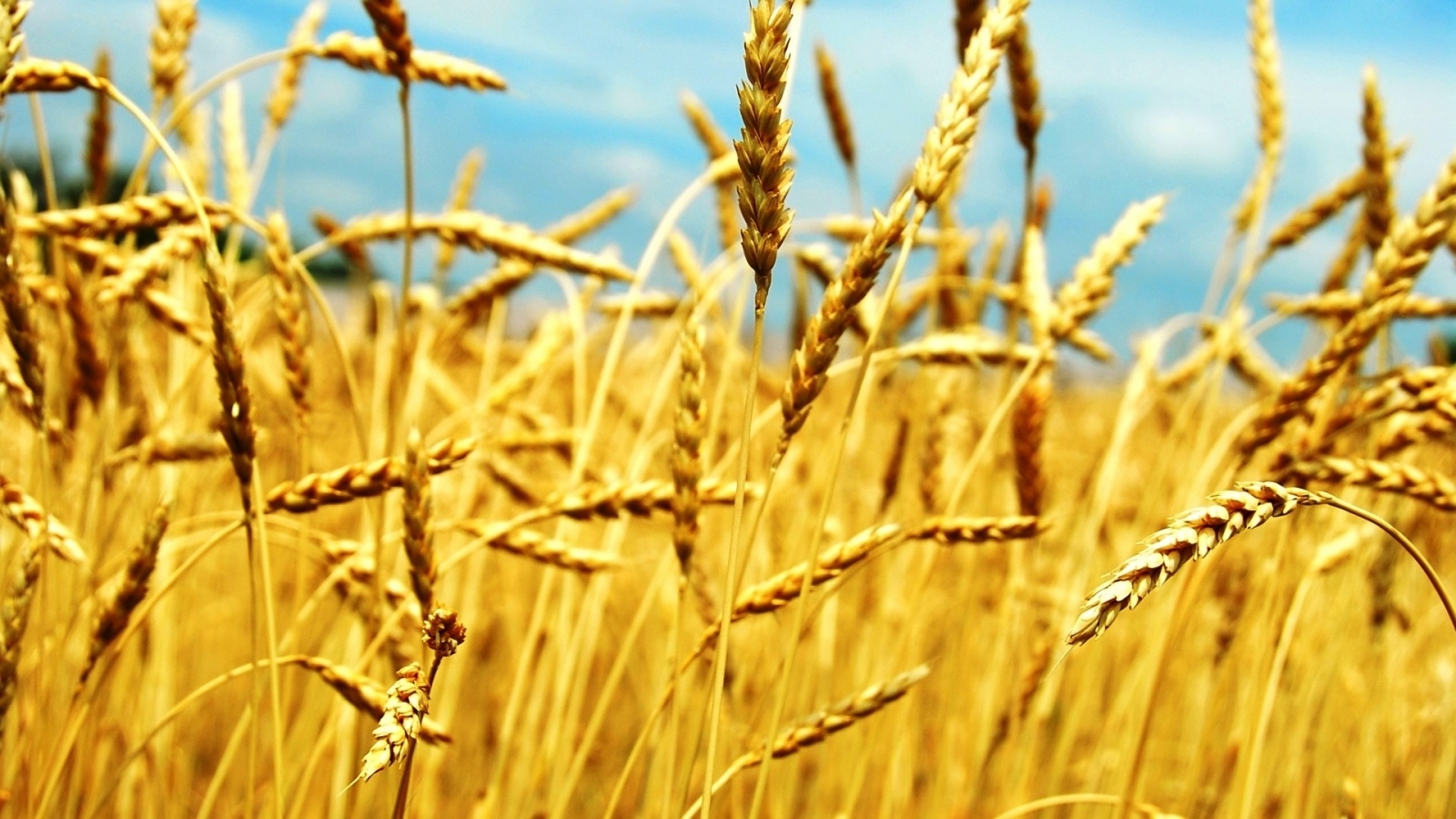 小麦高清壁纸1152x864分辨率查看
