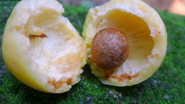 东莞好玩的"铃铛果"