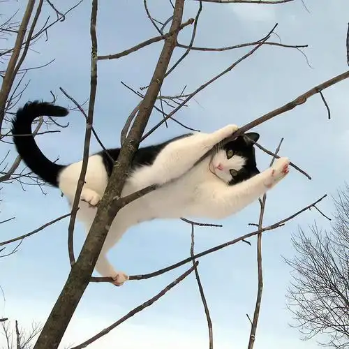 建议收藏沙雕猫咪搞怪头像