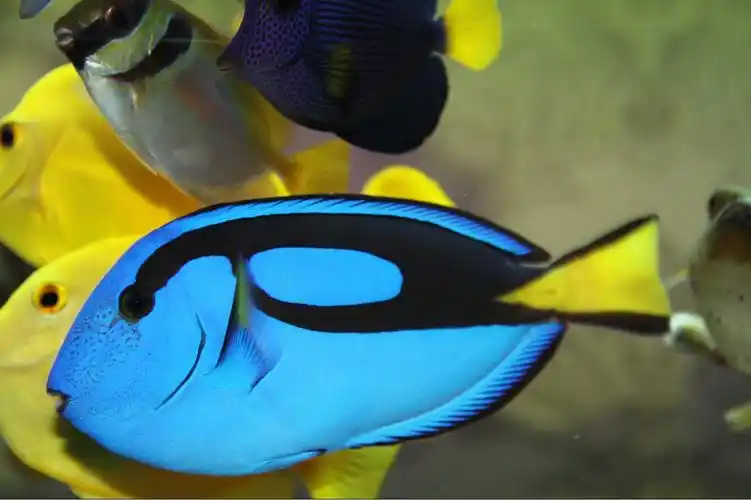 喜欢fot,喜欢高密度,超级鱼罐头,持续加鱼中