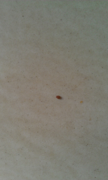 家里生了很多小虫子,求大神帮助鉴别是什么虫?