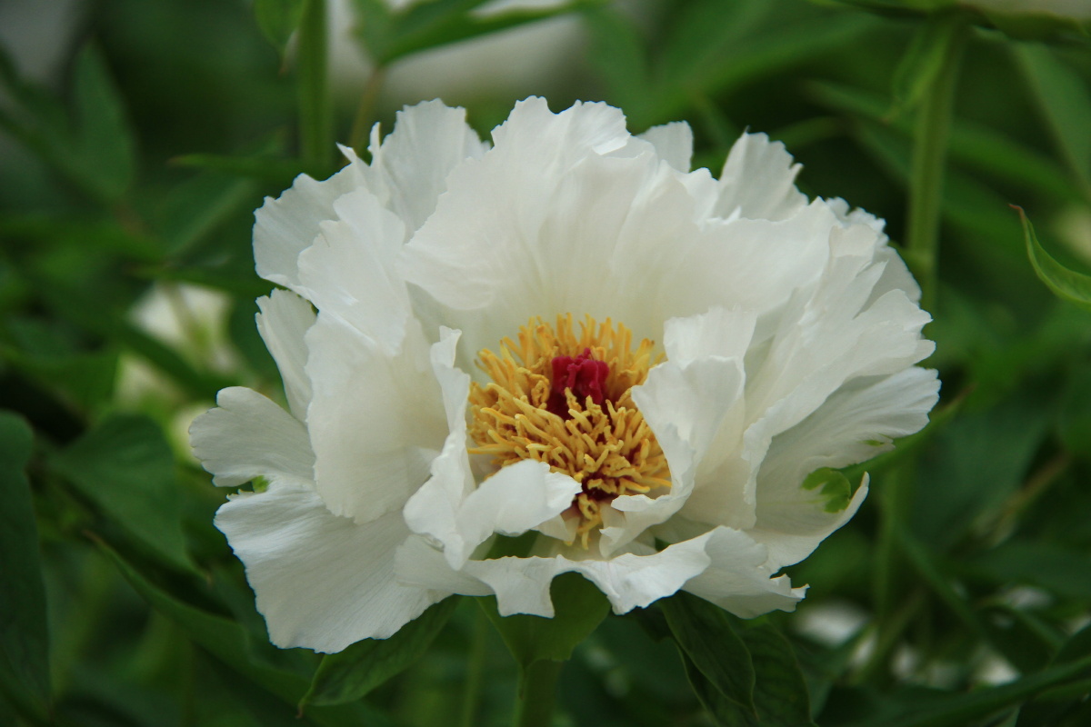 牡丹花洛阳牡丹甲天下牡丹花图片集六我们一起看牡丹