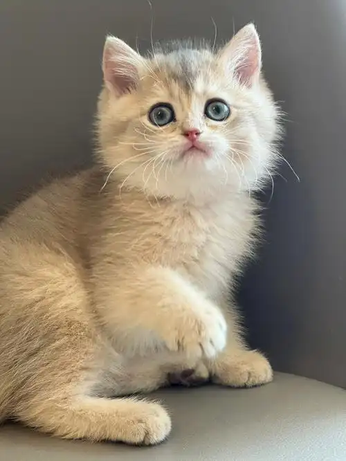 英短蓝金渐层 西安猫舍 欢迎上门选购