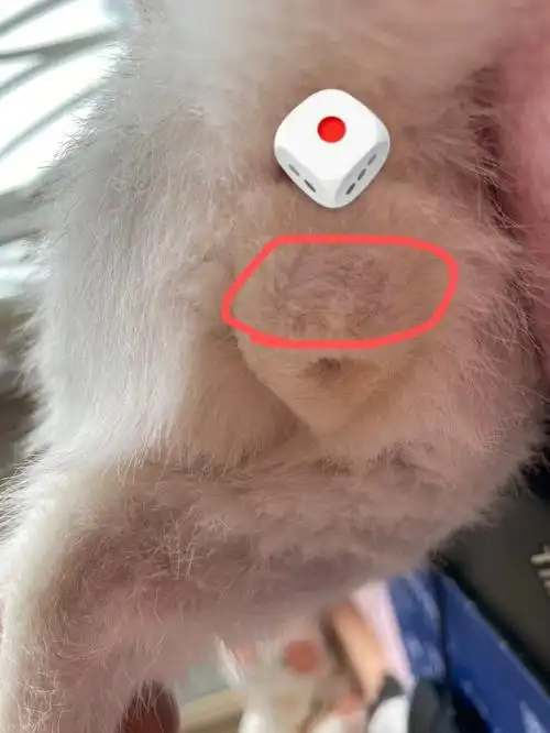 怎么分辨小公猫还是小母猫啊