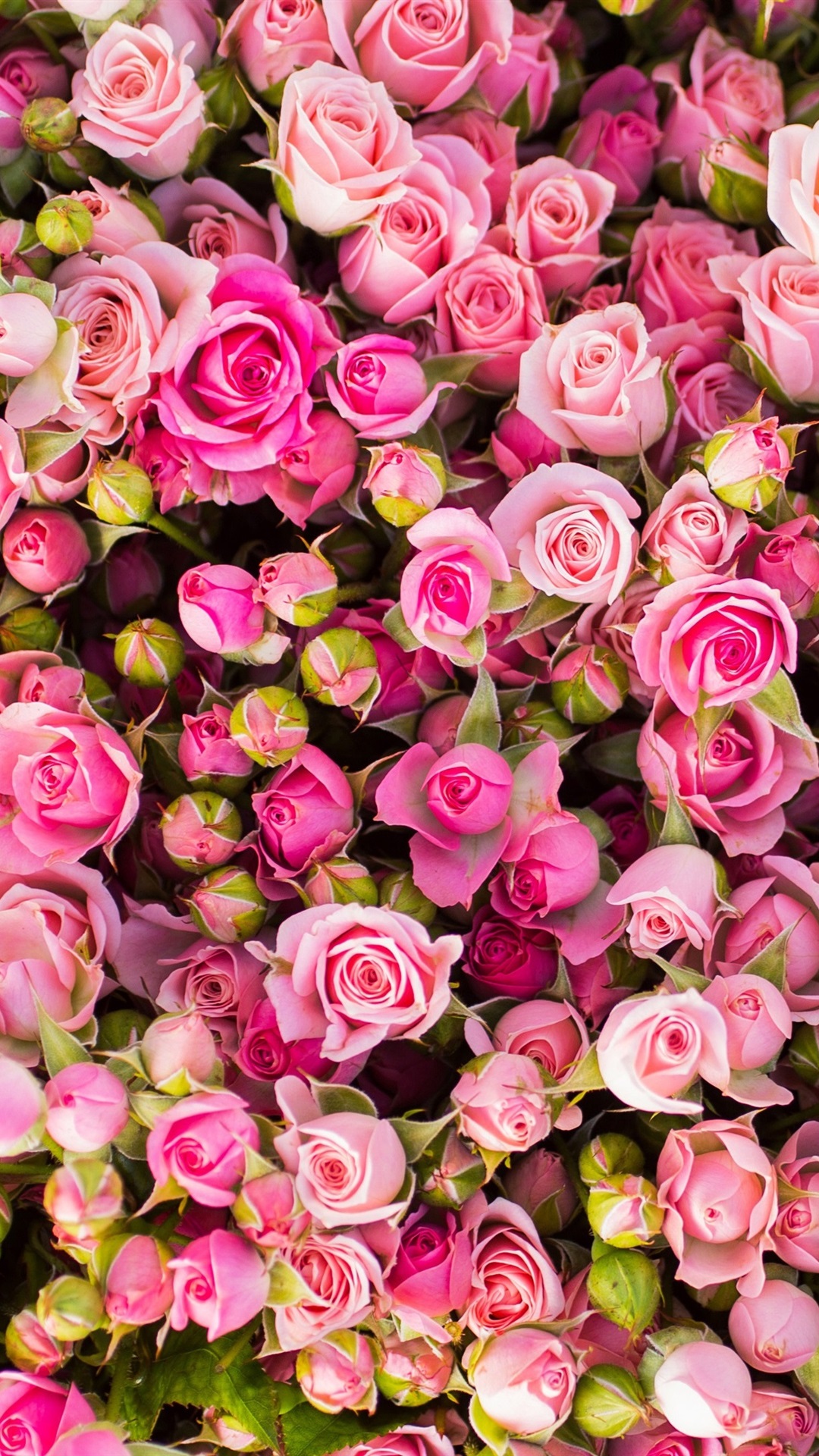 许多粉红玫瑰花 iphone 壁纸