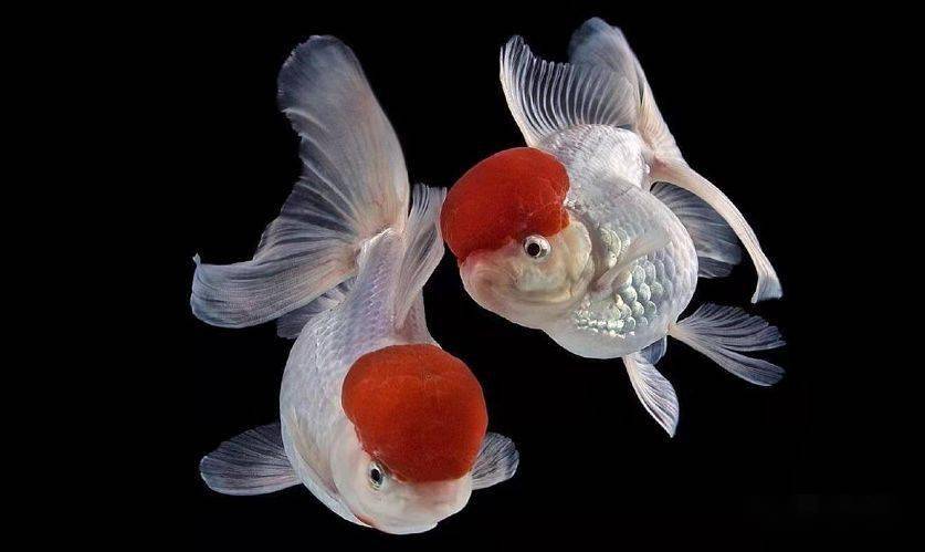 鹤顶红金鱼是传统品种中文种金鱼的典型代表,该品种遗传稳定,而且雍容